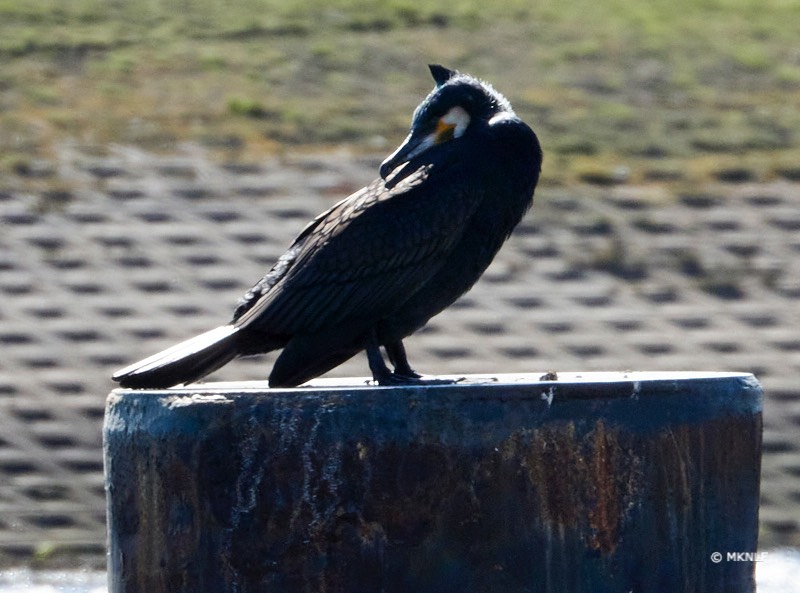 aalscholver_ISO_200_1-640sec_f8_167mm