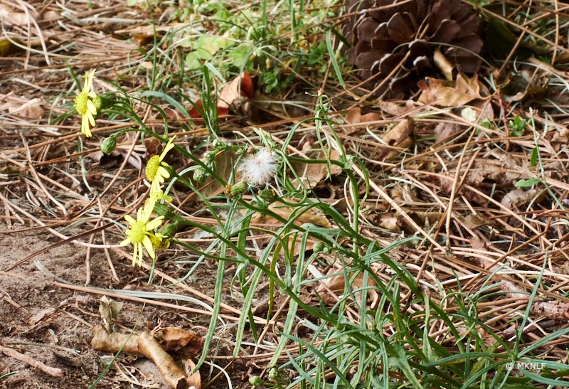 bezemkruiskruid 20.7mm f8 1-125s iso 200 COOLPIX P1000