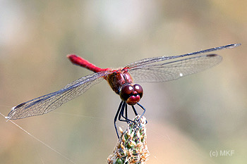 Bloedrode heidelibel DSC1018