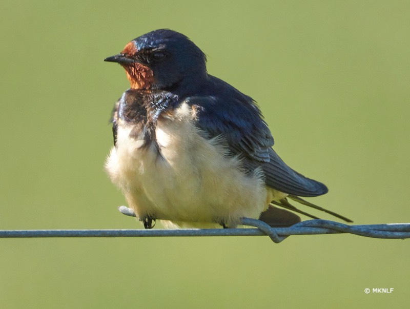 boerenzwaluw_ISO_180_1-500sec_f6.3_288mm
