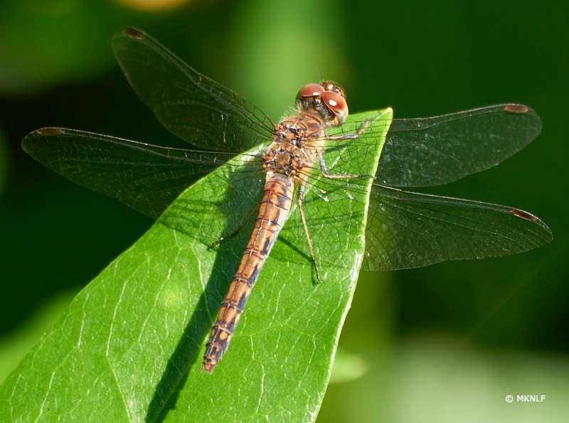 bruinrode heidelibel_ISO_100_1-200sec_f6.3_600mm