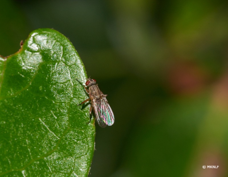 Coenosia_ISO_200_1-250sec_f22_150mm