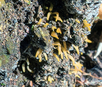 geel hoorntje D81 0273