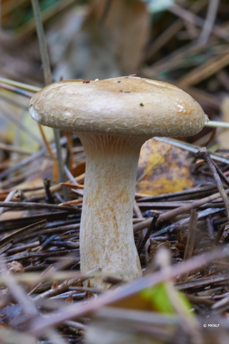 gewone krulzoom f 25 t 2s iso 200150