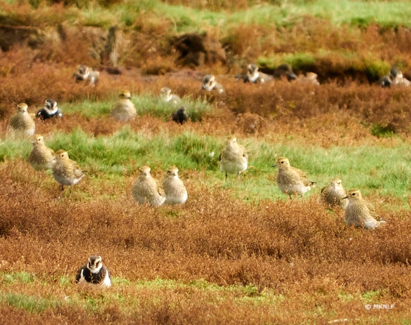 goudplevier 539 mm f 8 t 1-250s iso 100 1