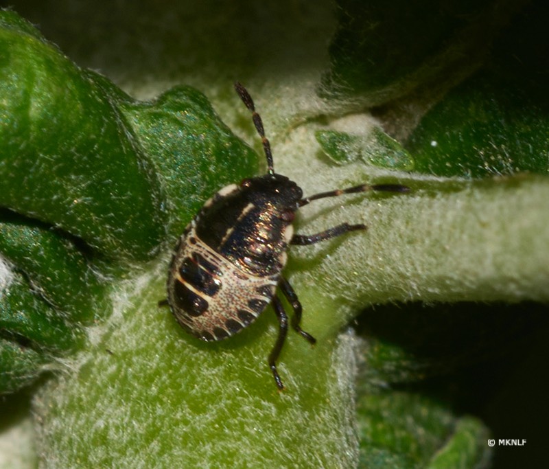 Grauwe schildwants nimf_ISO_200_1-250sec_f22_150mm 1