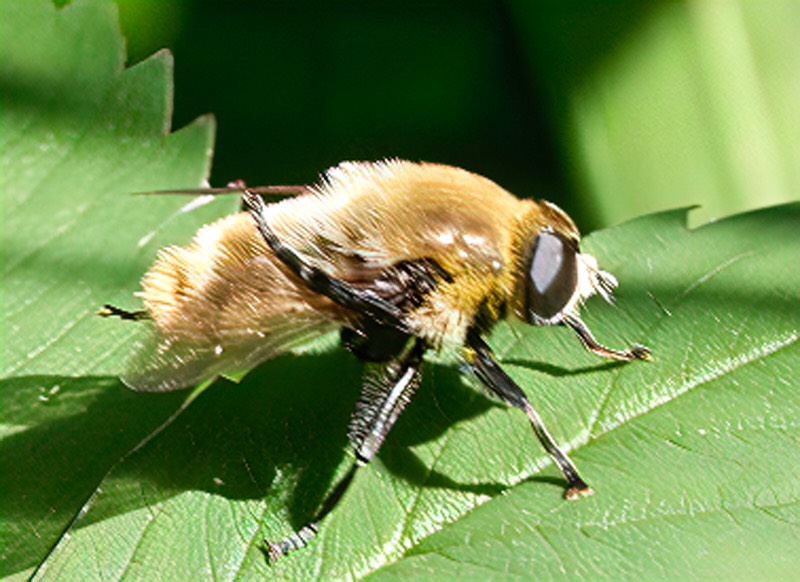 grote narcisvlieg var. flavicans_ISO_200_1-250sec_f10_150mm