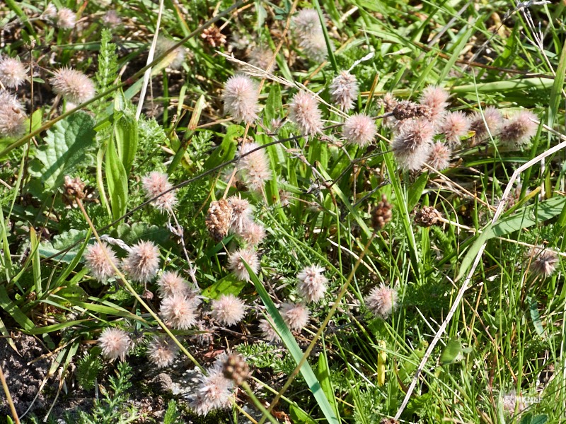 hazenpootje_ISO_200_1-1000sec_f6.3_49.5mm 1