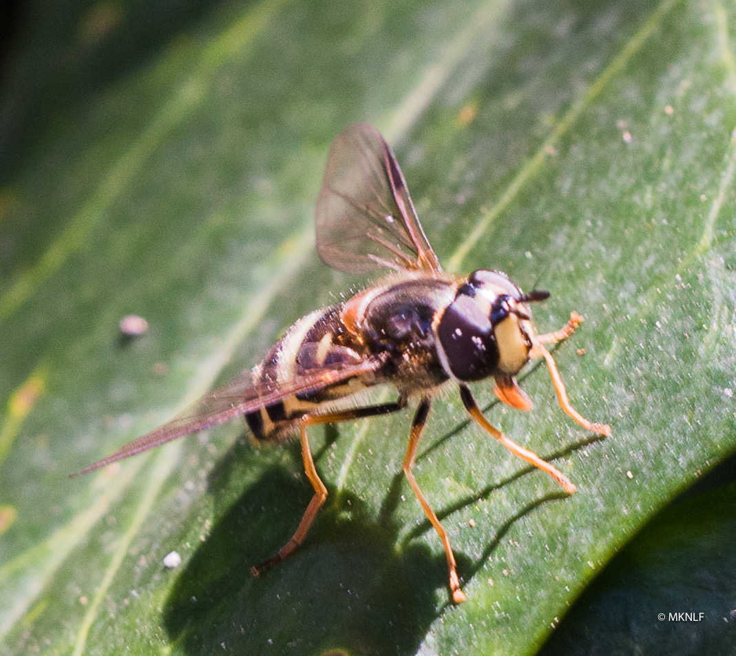 Hoogerheide 2019 geelbandwimperzweefvlieg (1 van 1)