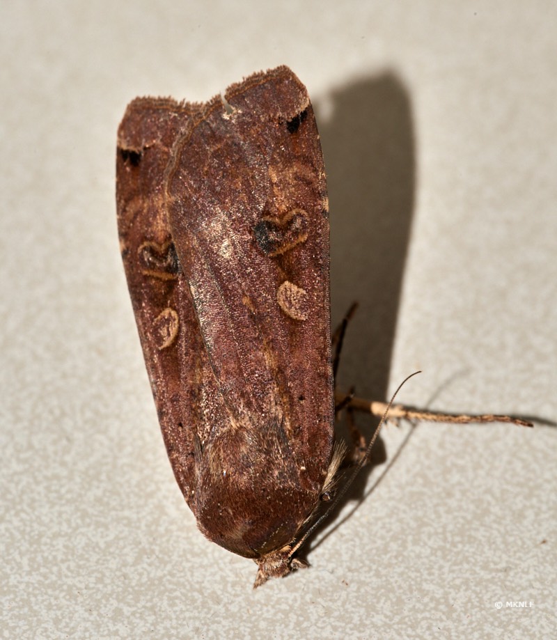 huismoeder_ISO_200_1-250sec_f22_150mm 2