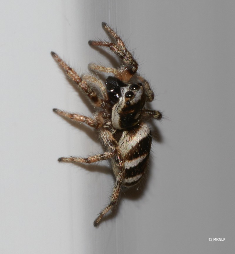 Huiszebraspin _ISO_200_1-250sec_f22_150mm 1