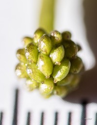 middelste waterranonkel (1 van 1)-2