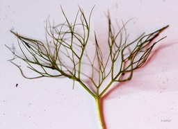 middelste waterranonkel (1 van 1)