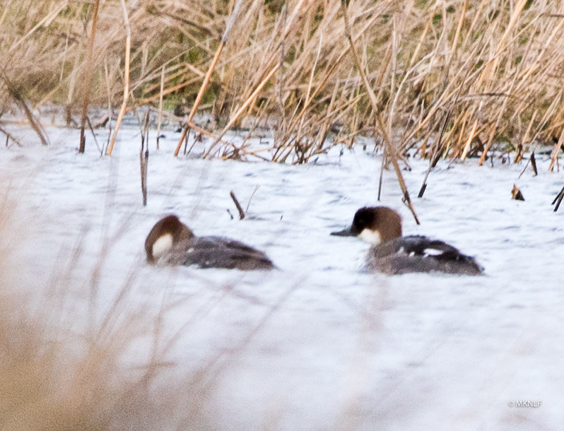 nonnetje reimerswaal  (1 van 1)-3