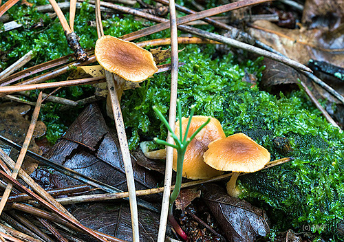 Oranjebruine_korrelhoed_D81_0736