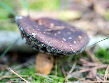 paddenstoel D81 0395