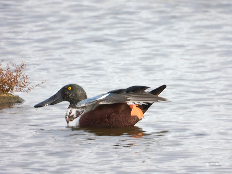 slobeend 539 mm f 8 t 1-80s iso 100 1