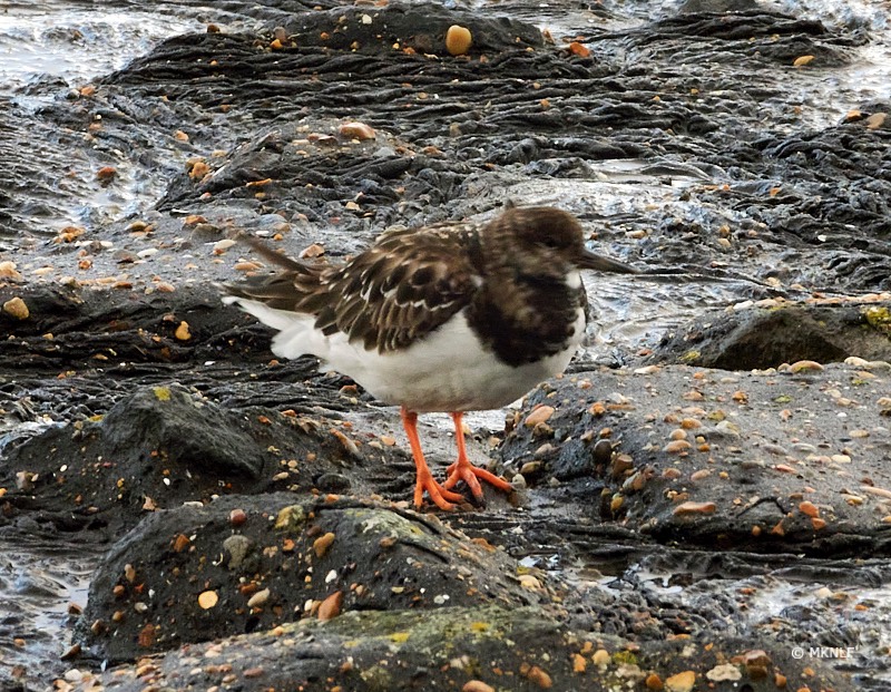 steenloper 66.5 mm f 8 t 1-250s iso 100 3