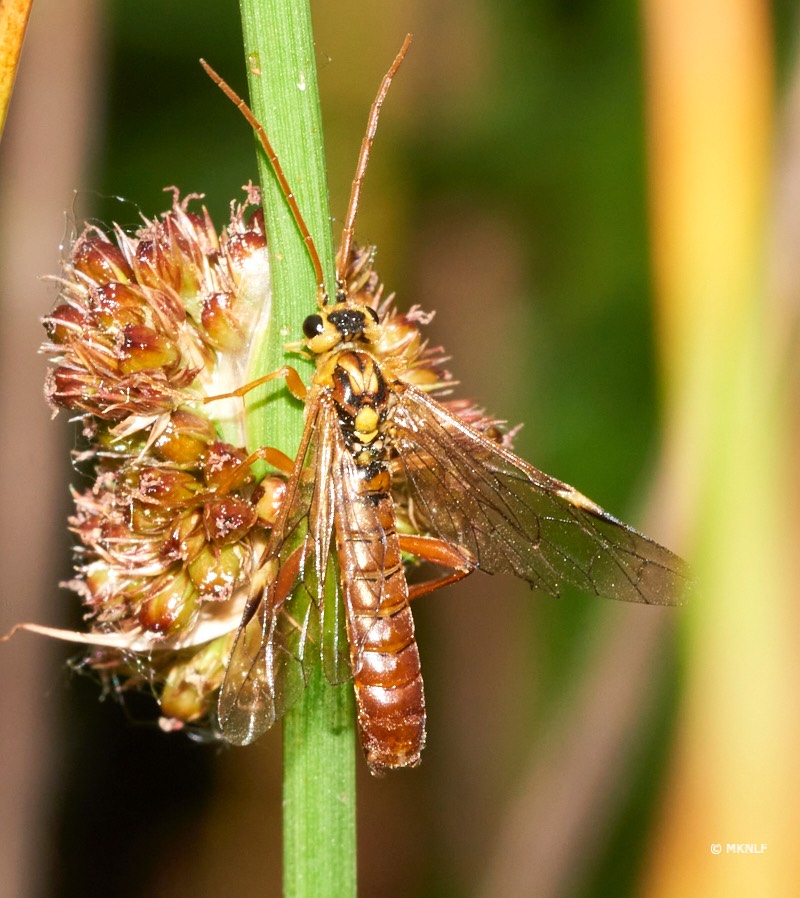 Tenthredopsis spec._ISO_200_1-250sec_f22_150mm 1