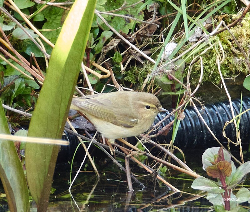 tjiftjaf_ISO_400_1-100sec_f5_71.9mm 1