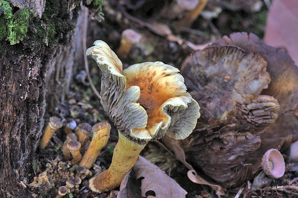 trechtercantharel_DSC_2044