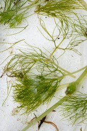 waterranonkel (1 van 1)-2