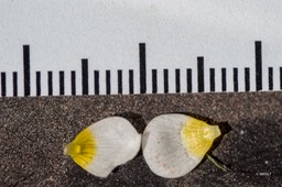 waterranonkel (1 van 1)-4