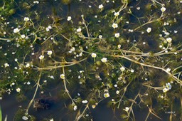 waterranonkel (1 van 1)-5