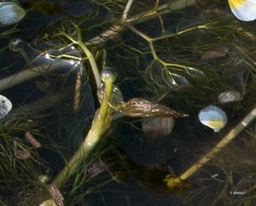 waterranonkel (1 van 1)-6