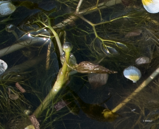 waterranonkel (1 van 1)-6