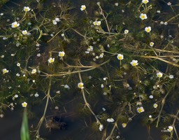 waterranonkel (1 van 1)