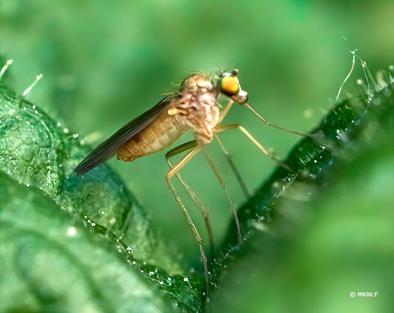 Xanthochlorus tenellus_ISO_200_1-250sec_f10_150mm 1