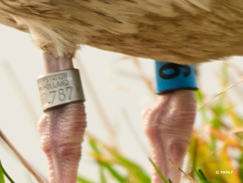 zilvermeeuw 550 mm f 6.3 t 1-320s iso 100