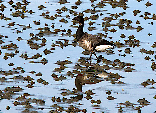 zwarte rotgans_D81_0693